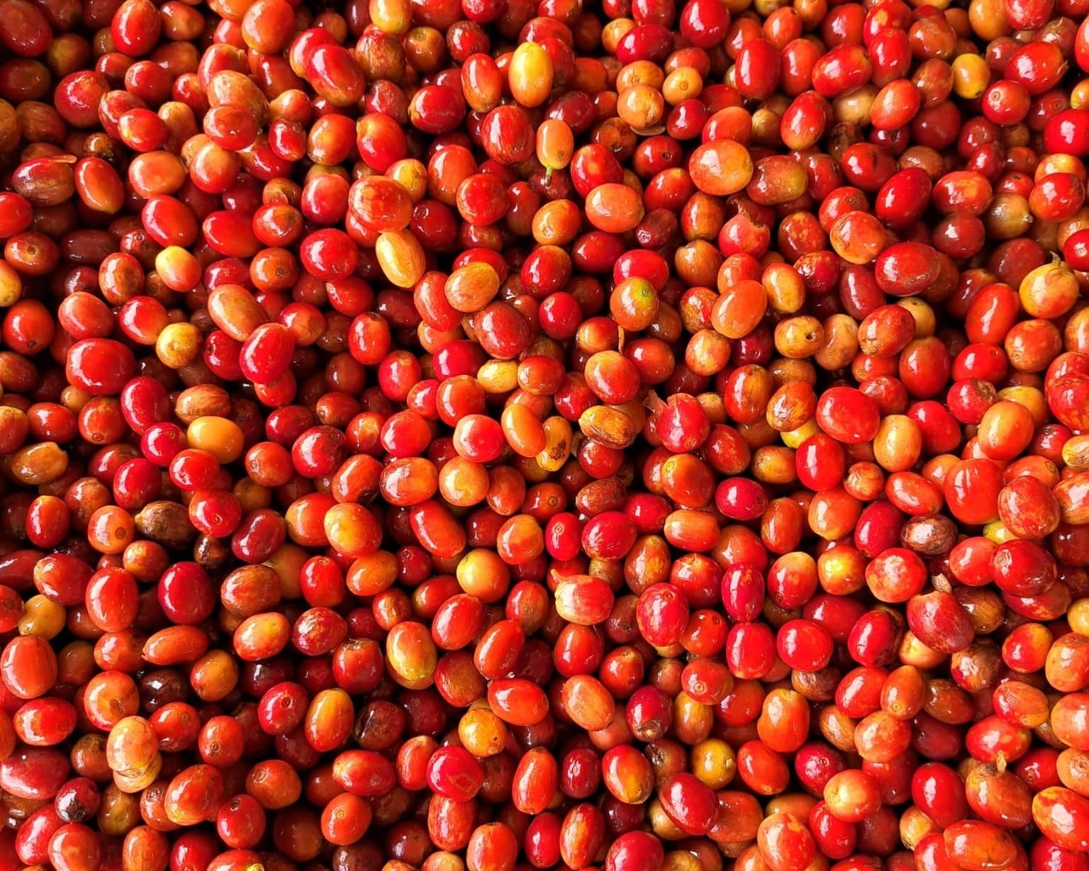 The Power of a Microlot - Seasonal Microlot from Fugi | Wakuli – Wakuli ...